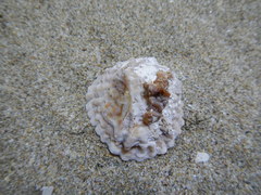 Crucibulum scutellatum