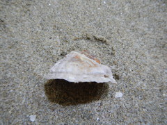 Crucibulum scutellatum