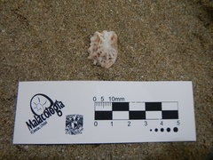 Crucibulum scutellatum