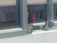 Spodiopsar cineraceus