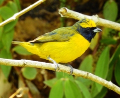 Euphonia luteicapilla