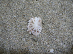 Crucibulum scutellatum