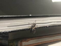 Ancistrocerus unifasciatus