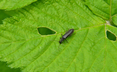 Dichelotarsus piniphilus