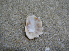 Crucibulum scutellatum