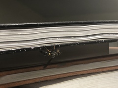 Ancistrocerus unifasciatus