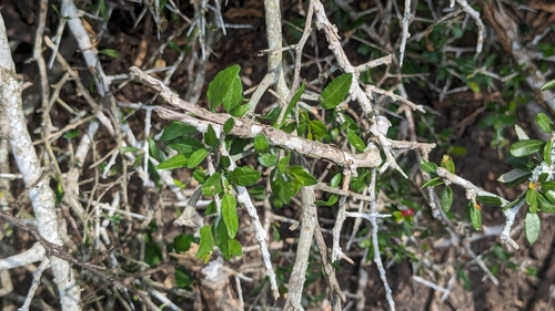 Image of Amargosa (Castela erecta) by (c) Joseph Aubert, some rights reserved (CC BY)
