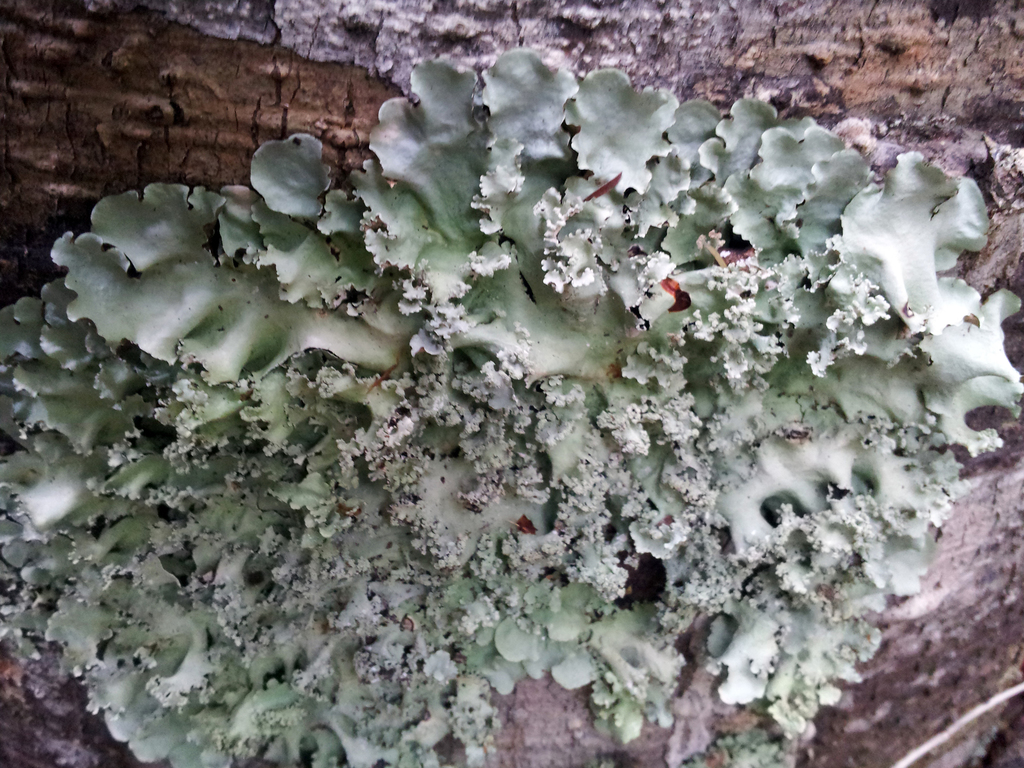 Parmotrema robustum