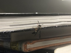 Ancistrocerus unifasciatus