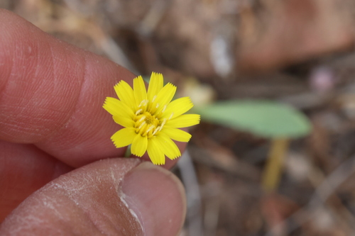 Image of Malacothrix fendleri by no rights reserved