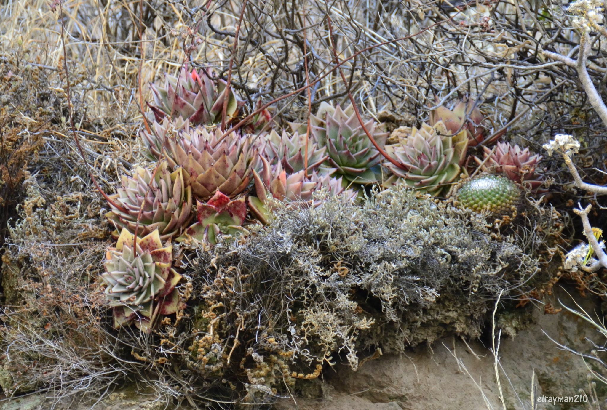 Imagem de Echeveria