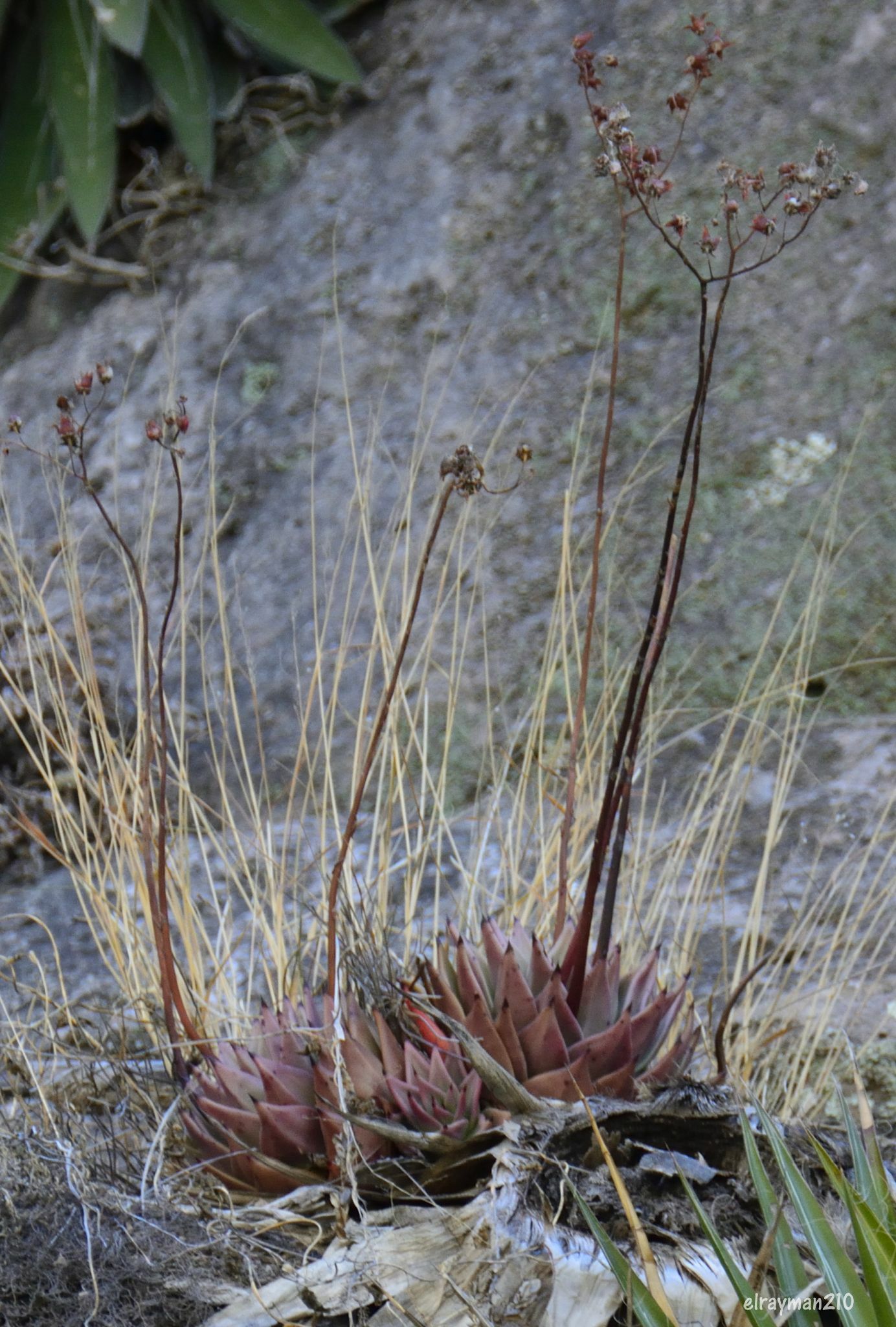 Imagem de Echeveria