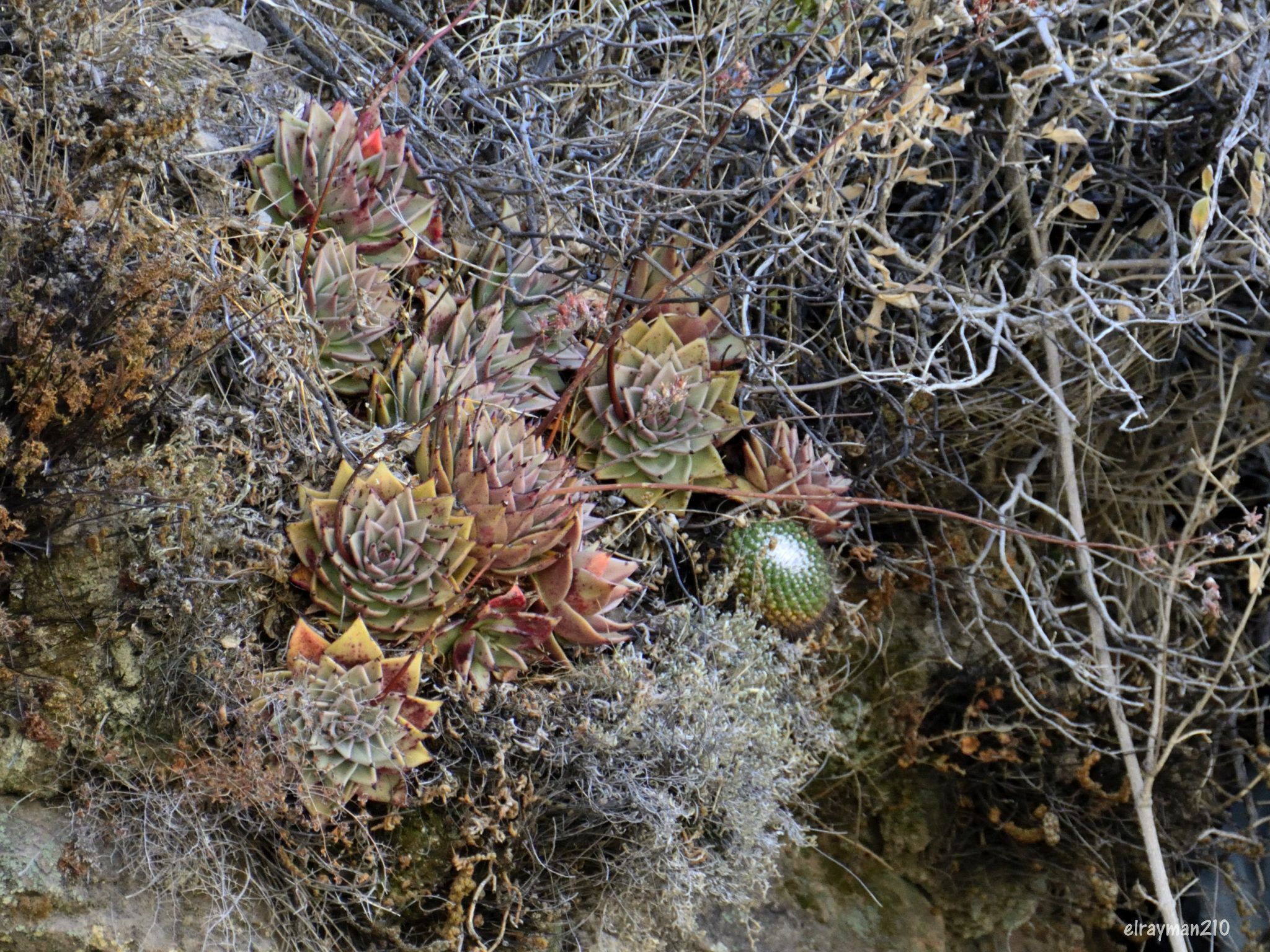 Imagem de Echeveria