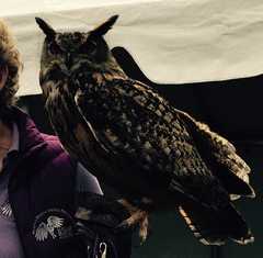 Bubo