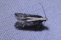 Aroga paraplutella
