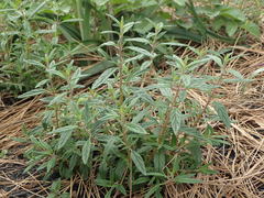 Monardella hypoleuca