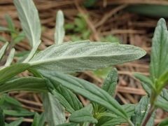 Monardella hypoleuca