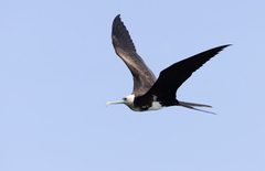 Lesser Frigatebird photo 3