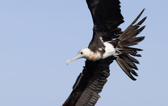 Lesser Frigatebird photo 5