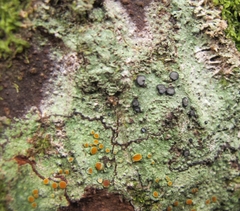 Brigantiaea chrysosticta