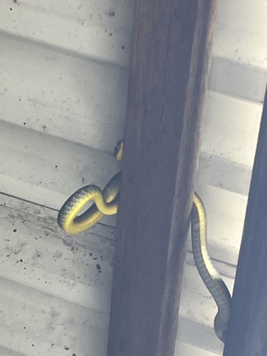 Common Tree Snake sighting