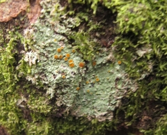 Brigantiaea chrysosticta