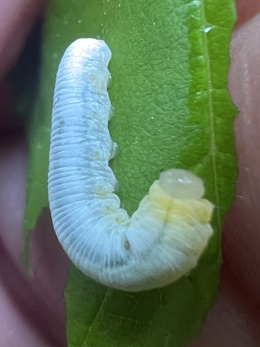 Brownheaded Ash Sawfly photo 3