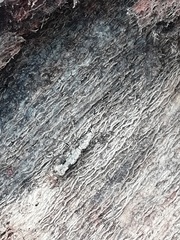 Ptychoderes rugicollis