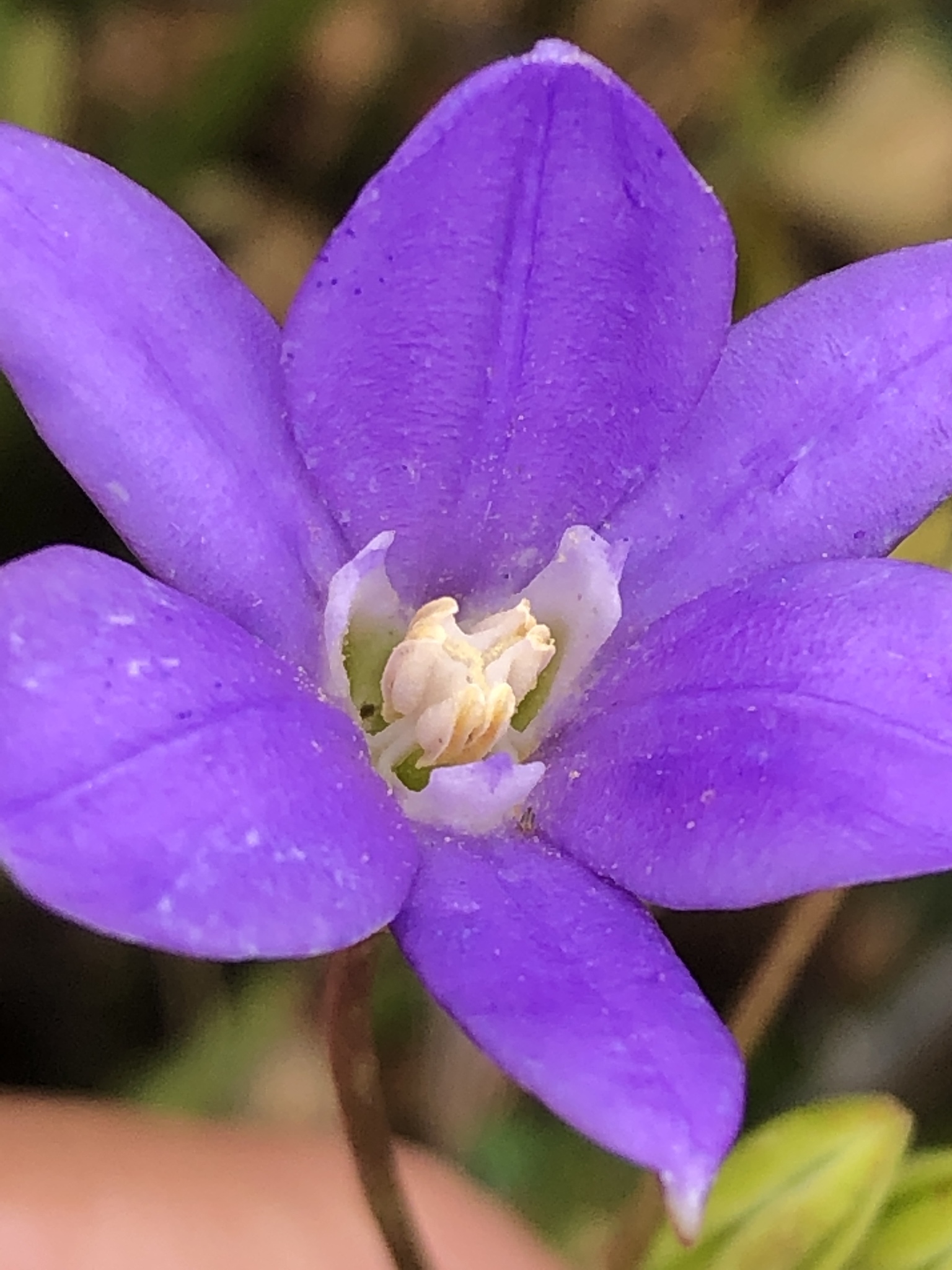 Brodiaea kinkiensis