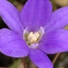 San Clemente Island Brodiaea - Photo (c) jrebman, some rights reserved (CC BY-NC), uploaded by jrebman