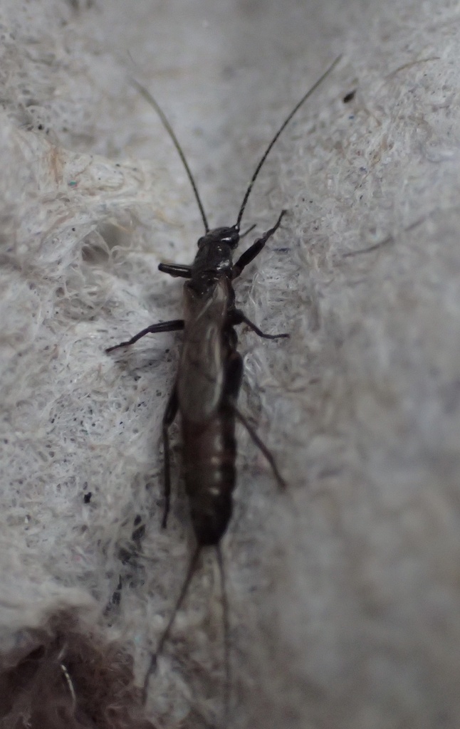 Northeastern Snowfly