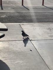 Columba livia domestica