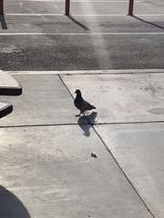 Columba livia domestica