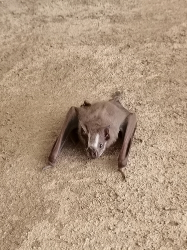 Great Fruit-eating Bat (Artibeus lituratus)