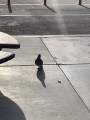 Columba livia domestica
