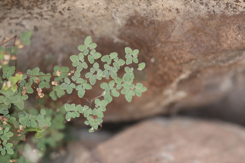 Image of Argyrochosma fendleri by no rights reserved