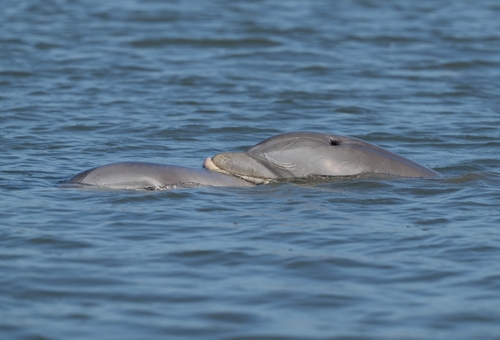 Tamanend's Bottlenose Dolphin photographed in South Carolina