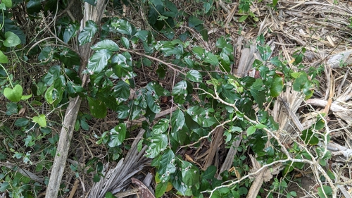Ehretia anacua
