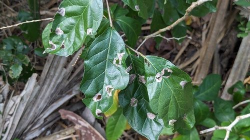 Ehretia anacua