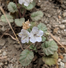 Phacelia longipes