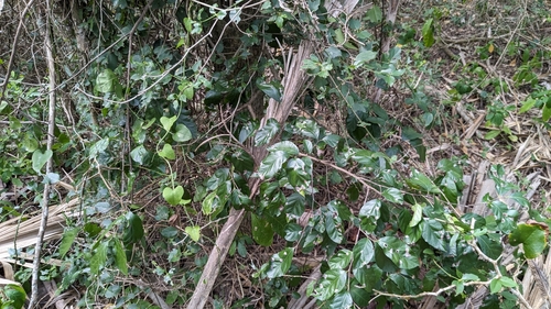 Ehretia anacua