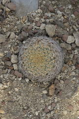 Coryphantha retusa