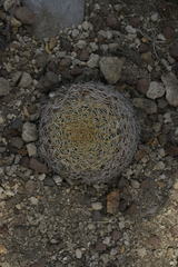 Coryphantha retusa