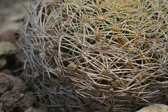 Coryphantha retusa