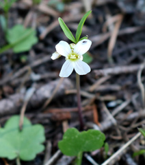 Cardamine nuttallii