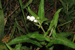 Persicaria stelligera