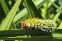 Pseudautomeris grammivora