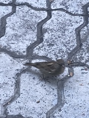 Passer domesticus
