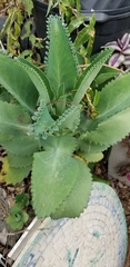 Kalanchoe gastonis-bonnieri