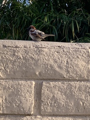 Passer domesticus
